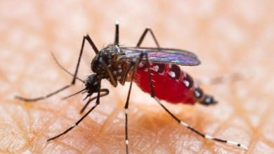 Zika Virüsü Nedir